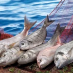 Türk su ürünleri sektörünün ihracatındaki artış ve levrek liderliği