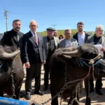 Kocaeli'de üreticilere damızlık manda teslim töreni