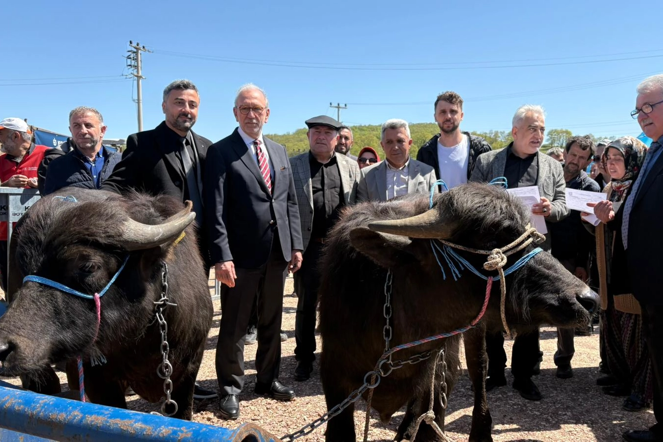 Kocaeli'de üreticilere damızlık manda teslim töreni