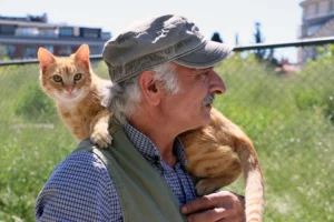 Maltepe Belediyesi sokak kedileri için sağlık taraması yapıyor