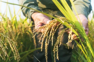 Edirne'de düzenlenen Uluslararası Çeltik Çalıştayı'nda sektörün geleceği tartışılıyor