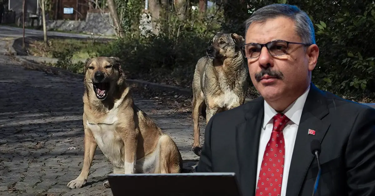 İçişleri Bakanı Ali Yerlikaya, sahipsiz hayvanların toplandığı barınakları ve çalışmaları değerlendirdi.