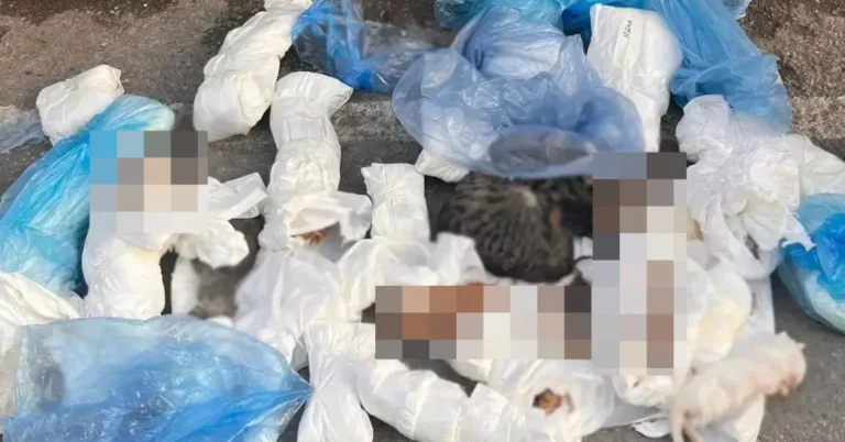 İzmir Buca'da çöp konteynerlerinin yanında ölü bulunan 33 kedi