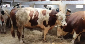 Et ve Süt Kurumu tarafından satın alınacak satılamayan kurbanlık hayvanlar