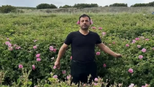 Isparta'da gül hasadı yapan çiftçiler ve pembe gül bahçeleri