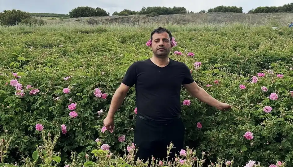 Isparta'da gül hasadı yapan çiftçiler ve pembe gül bahçeleri