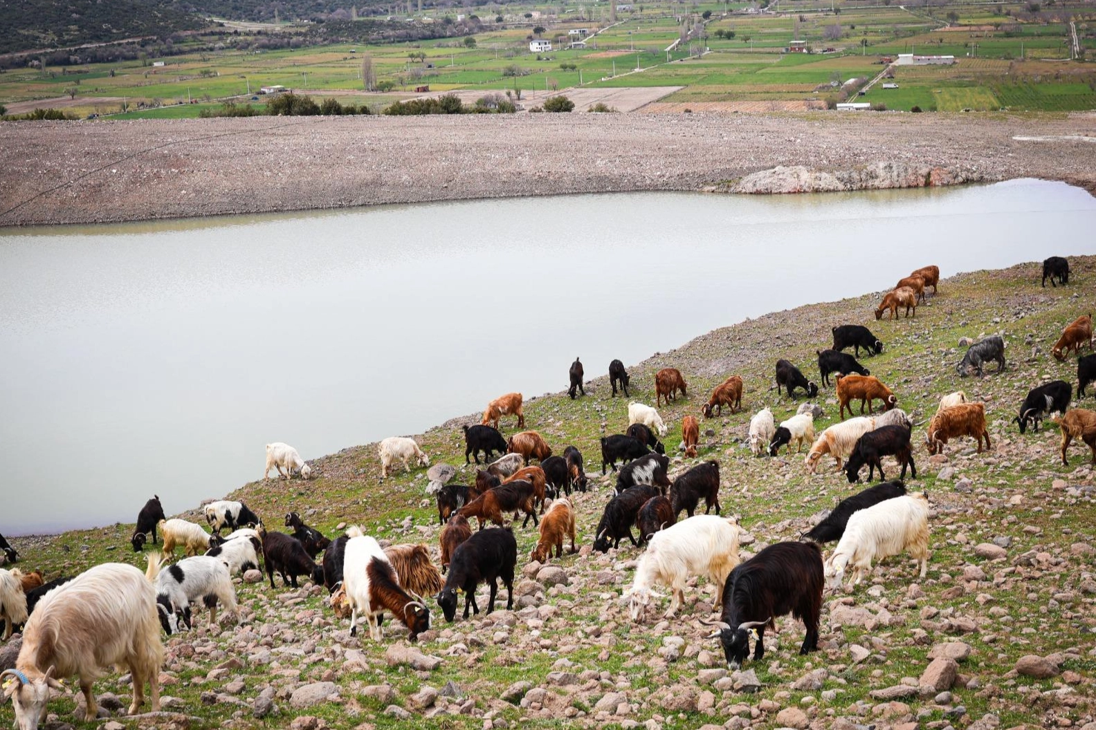İzmir'de kuraklıkla mücadele kapsamında hayvanlar ve yaban hayatı için yapılan içme suyu göletleri