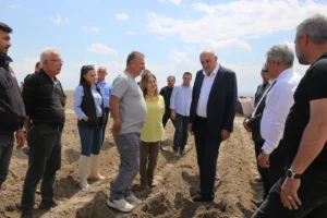 Konya'da yerli tohumla patates üretimi artıyor