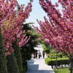 Konya'da açan sakura çiçekleri ile dolu Japon Parkı manzarası