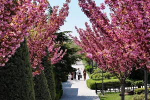 Konya'da açan sakura çiçekleri ile dolu Japon Parkı manzarası