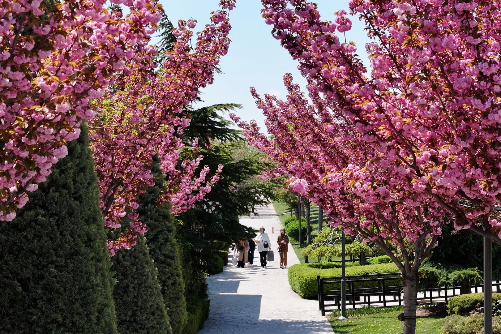 Konya'da açan sakura çiçekleri ile dolu Japon Parkı manzarası