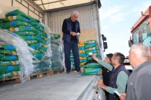 Kocaeli'de mısır ekimi başladı, çiftçilere büyük yem bitkisi tohumu desteği.