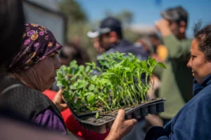 Milas Belediyesi tarafından üreticilere ücretsiz fide dağıtımı yapıldı.