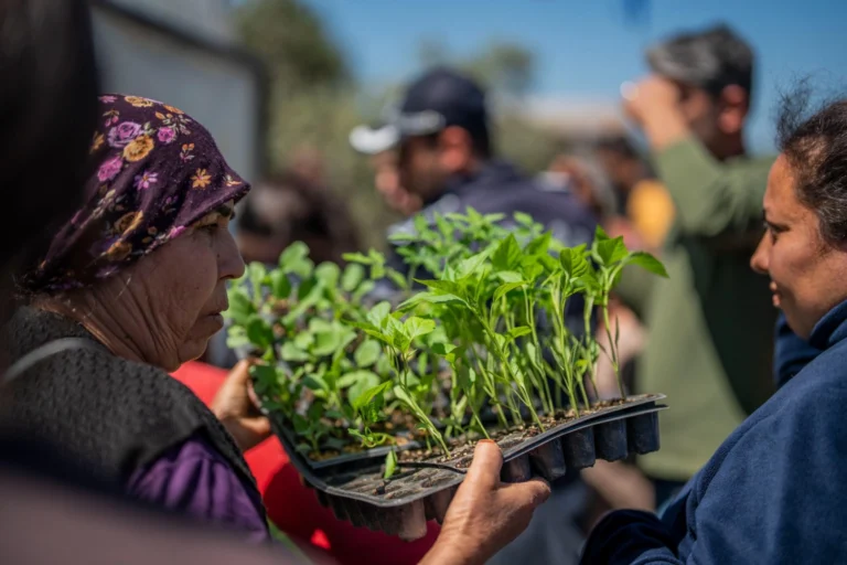 Milas Belediyesi tarafından üreticilere ücretsiz fide dağıtımı yapıldı.