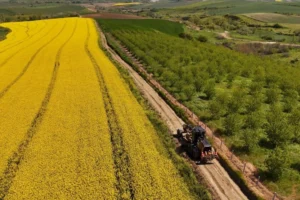 Tekirdağ'da tarla yollarında hasat öncesi bakım ve düzenleme çalışması yapılıyor.