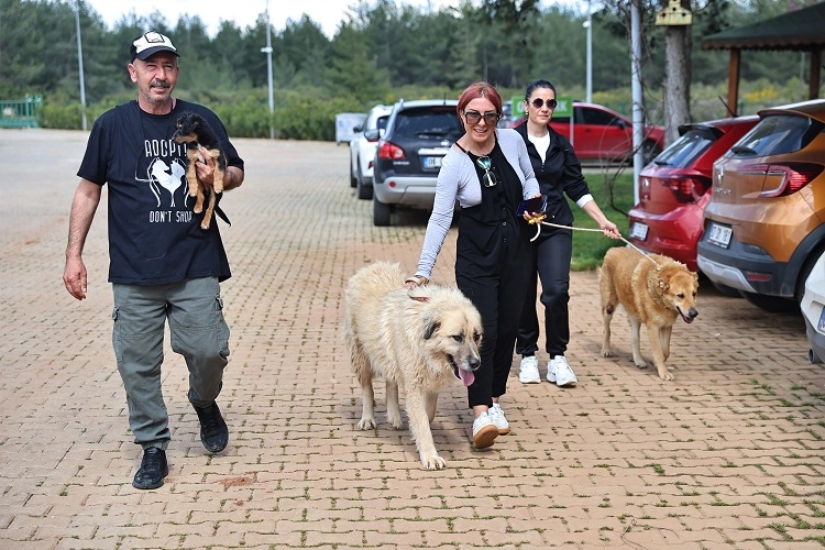 Antalya Büyükşehir Belediyesi'nde sahiplendirilmek üzere bekleyen sevimli bir köpek