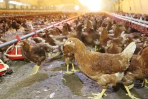 Kümes hayvancılığında üretim artışı ve yumurta rekoru