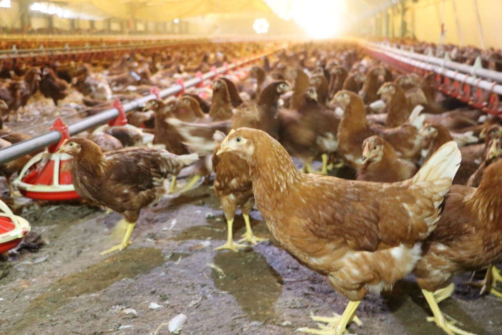 Kümes hayvancılığında üretim artışı ve yumurta rekoru