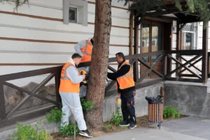 Talas Belediyesi'nin çevre dostu ilaçlama için uyguladığı ağaçlara enjeksiyonlu Arborjet sistemi