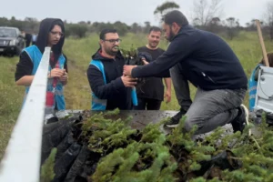 İzmir Aliağa'da orman yangını sonrası bin fıstık çamı fidanı dikildi