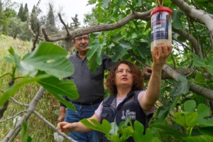 İzmir'de incir kalitesini korumak için ekşilik böceğine karşı doğal mücadele yöntemleri kullanılıyor.