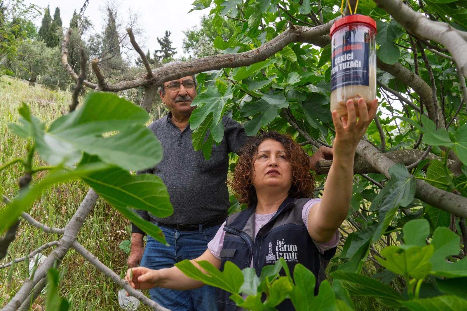 İzmir'de incir kalitesini korumak için ekşilik böceğine karşı doğal mücadele yöntemleri kullanılıyor.