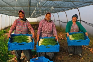 Kocaeli'de modern sera desteğiyle tarım yaygınlaşıyor, çiftçilere yüzde 50 hibeli sera kurulumu.