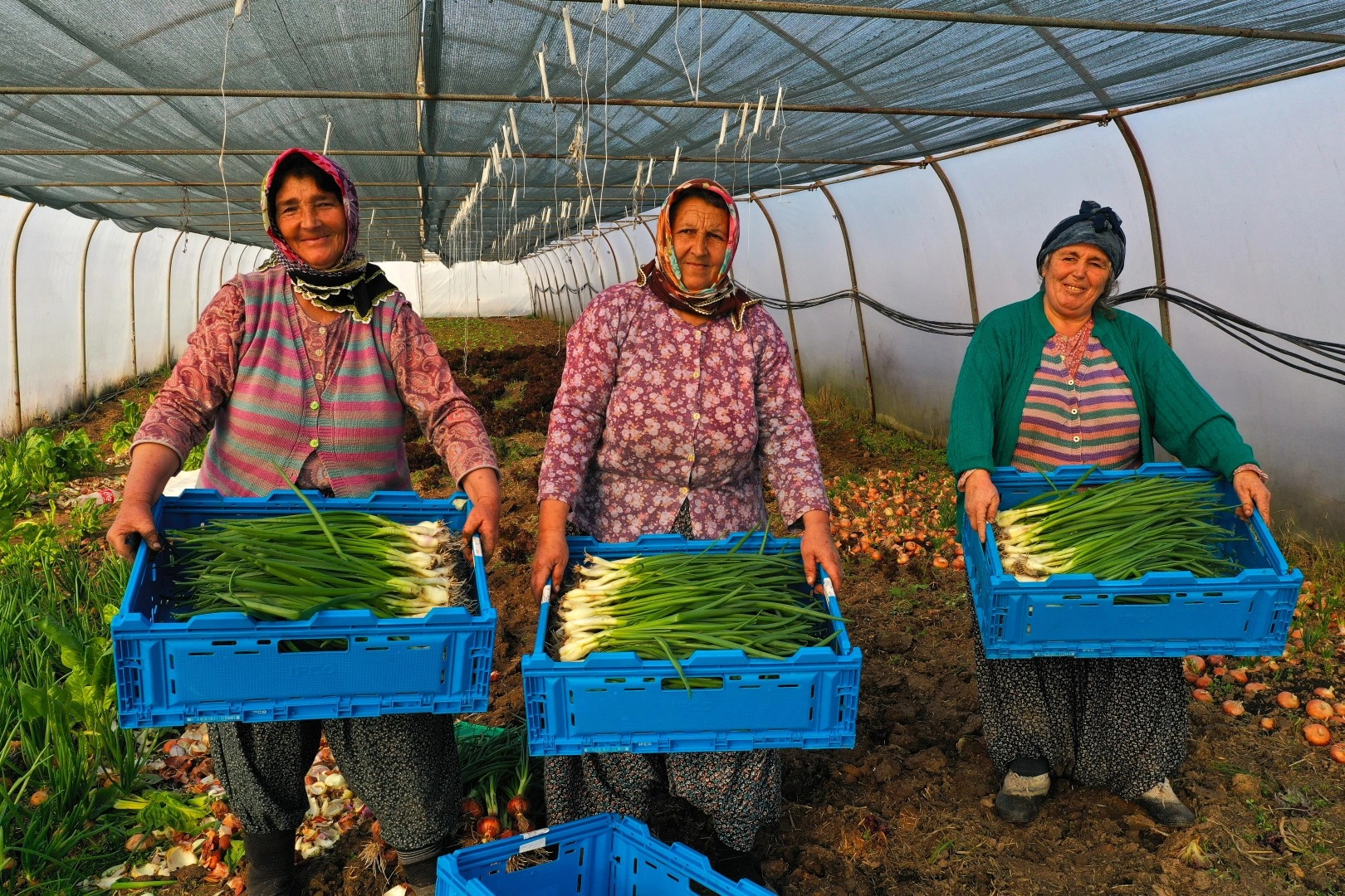 Kocaeli'de modern sera desteğiyle tarım yaygınlaşıyor, çiftçilere yüzde 50 hibeli sera kurulumu.
