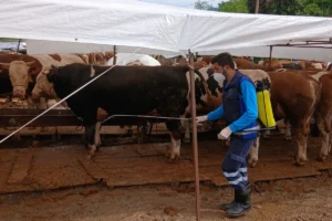 Trabzon Büyükşehir Belediyesi'nin Kurban Bayramı öncesi kurban satış ve kesim alanlarında aldığı hijyen önlemlerini gösteren görsel.