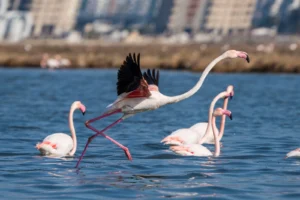 İzmir Gediz Deltası'nda Kurban Bayramı boyunca devam eden Flamingo Yolu tekne turları