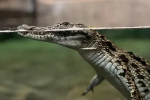 ViaSea Akvaryum'da büyütülen 6 yavru Nil Timsahı yeni yaşam alanlarında sergileniyor.