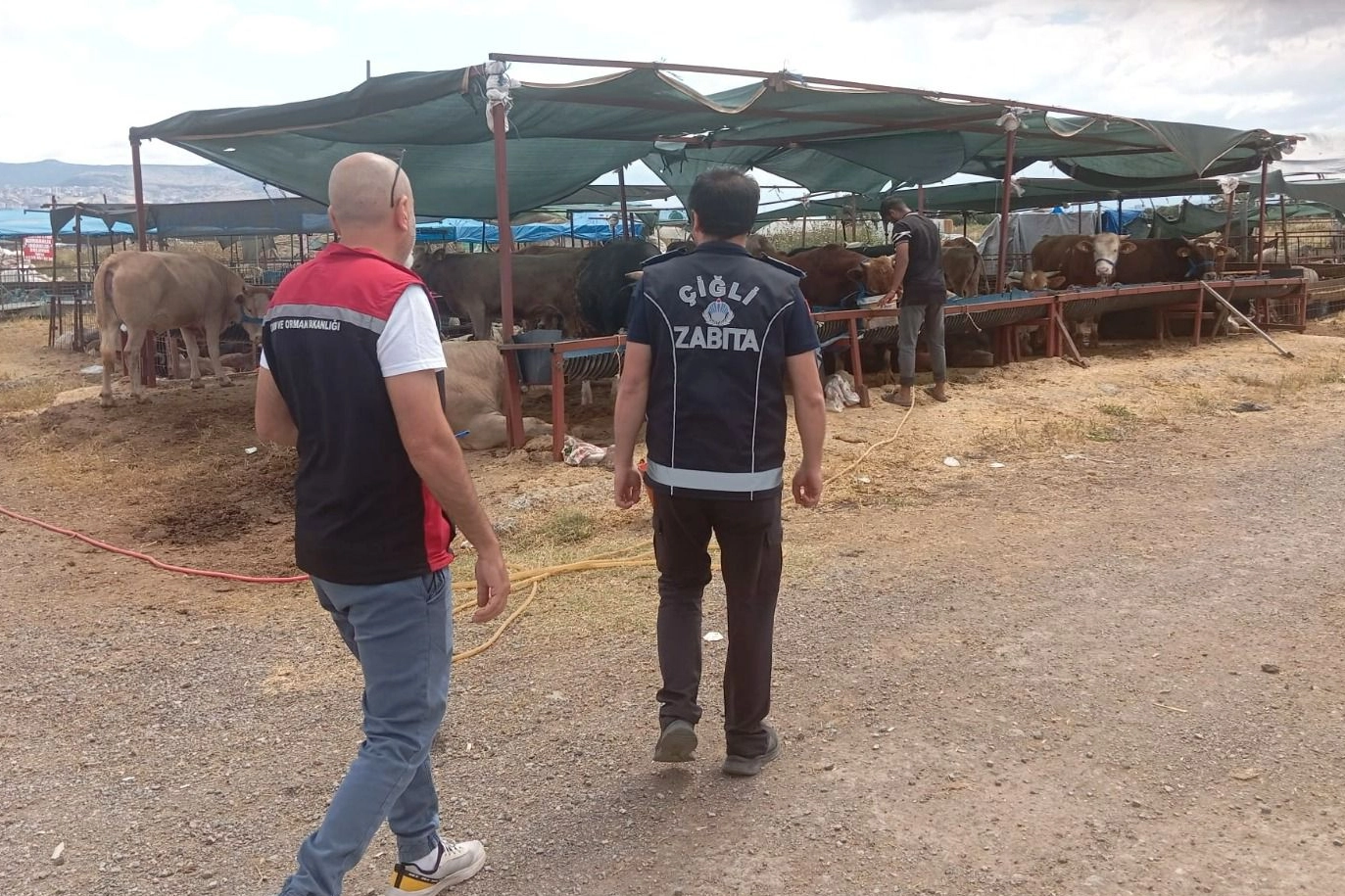 Çiğli'de Kurban Bayramı öncesi kurban satış noktalarında hijyen ve güvenlik denetimleri yapılıyor.