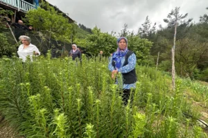 Adana Ak Zambak Projesi kapsamında kadın üreticilerin akzambak tarlalarındaki saha gözlemi