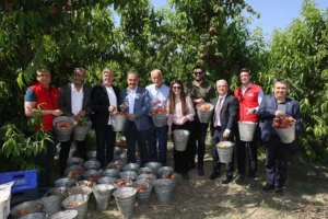 Türkiye'nin şeftali ve nektarin ihracatında 250 milyon dolarlık hedefini gösteren grafik ve meyveler