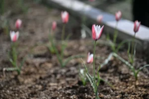 Bornova Lalesi'nin yeniden doğuşu ve ilçeye getirdiği renk