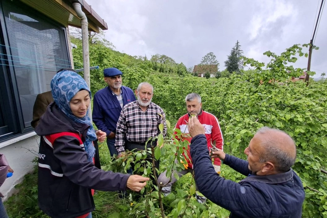 Ordu Büyükşehir Belediyesi tarafından düzenlenen meyve ağaçlarında aşılama kursundan bir kesit