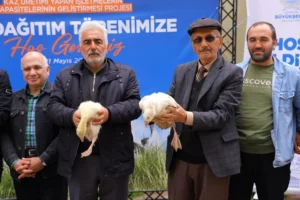Samsun Büyükşehir Belediyesi'nin kaz yetiştiricilerine sağladığı destek kapsamında üreticilere kaz palazı dağıtımından bir görüntü.