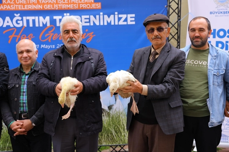 Samsun Büyükşehir Belediyesi'nin kaz yetiştiricilerine sağladığı destek kapsamında üreticilere kaz palazı dağıtımından bir görüntü.