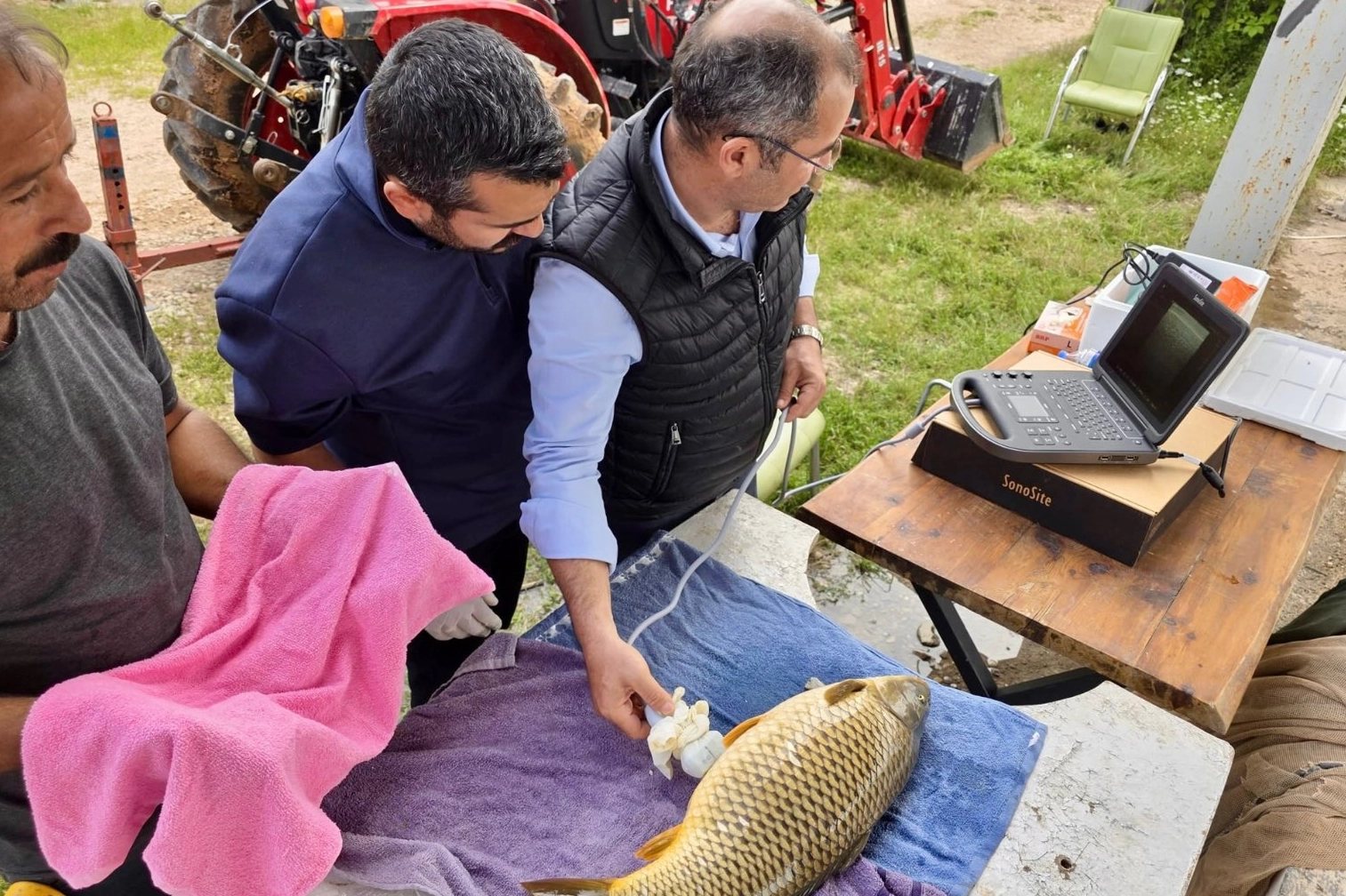 Milyonlarca yavru balık doğal sularla buluşuyor, su kaynakları güçlendiriliyor