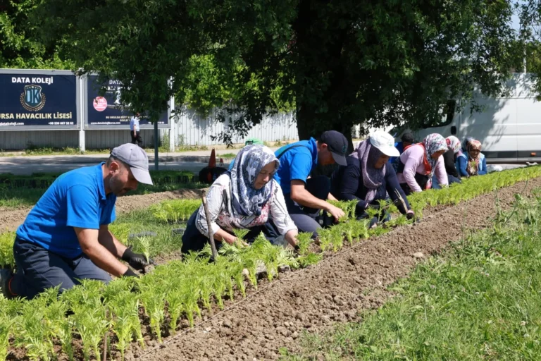 Osmangazi ilçesinde yazlık çiçek dikim çalışmaları