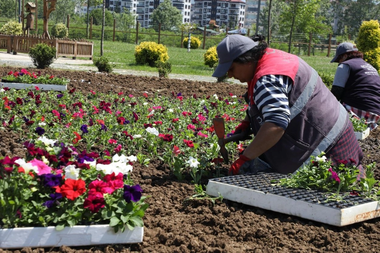 Ordu Büyükşehir Belediyesi'nin modern seralarında üretilen rengarenk çiçekler