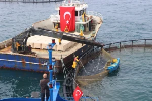 Türkiye su ürünleri üretim istatistikleri: avcılık ve yetiştiricilik verileri