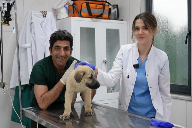 Gürsu Hayvan Bakım Merkezi'nde tedavi gören bir kedi ve köpek