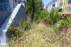 Keşan'da Kurtuluş İlkokulu bahçesindeki yabani otlar, kene ve yılan tehlikesi oluşturuyor.