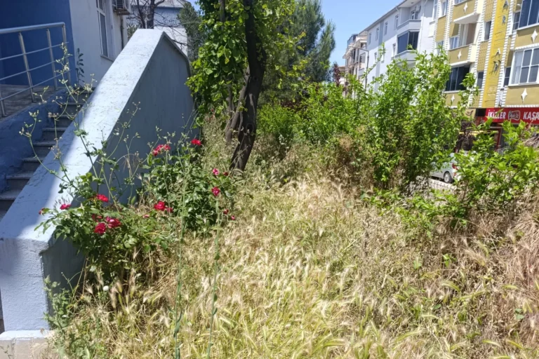 Keşan'da Kurtuluş İlkokulu bahçesindeki yabani otlar, kene ve yılan tehlikesi oluşturuyor.