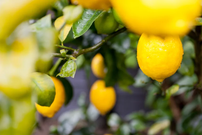 Taze limonların yakın çekim görüntüsü.