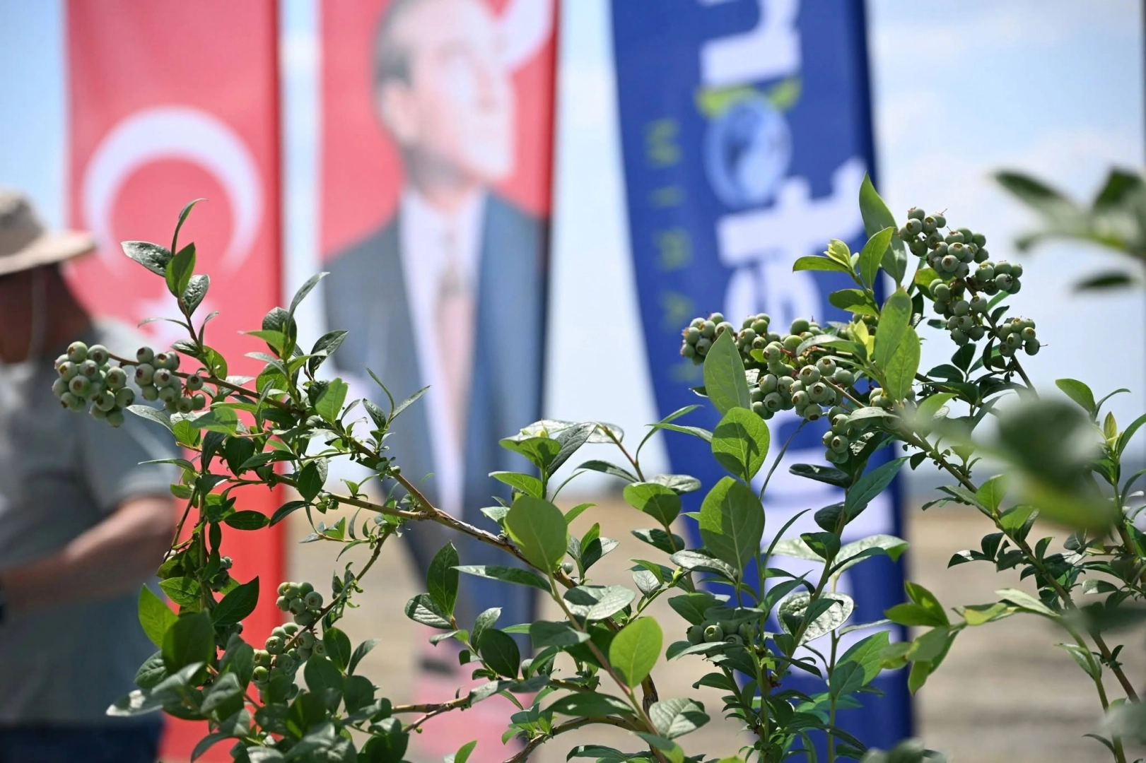 İpsala'da 4.5 milyon avro yatırımla 150 bin yaban mersini fidanı dikiliyor
