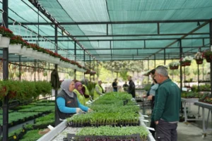İstanbul'da Bahçe Marketlerde satışa sunulan rengarenk sebze fideleri