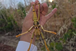 Perre Antik Kenti'nde dev çekirge görüntülendi