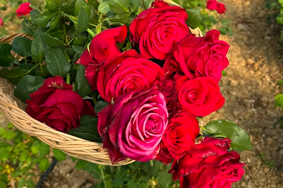 Kocaeli'nin ilk gül serasında kadın girişimci Fatma Çelebi hasat yapıyor.
